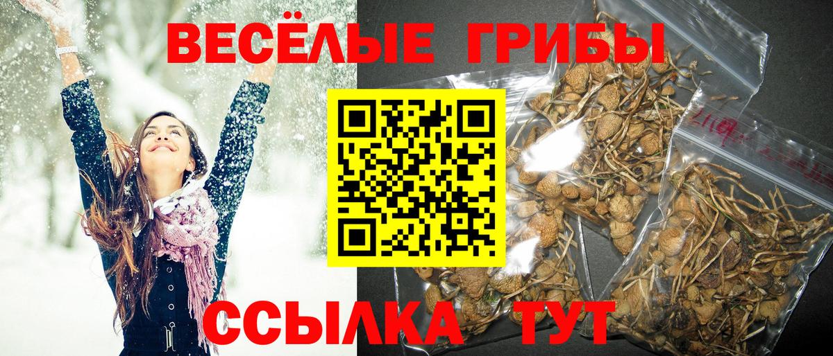 Псилоцибиновые грибы GOLDEN TEACHER  Вход с VPN  наркотики  Галлюциногенные грибы мицелий  Ахтубинск 